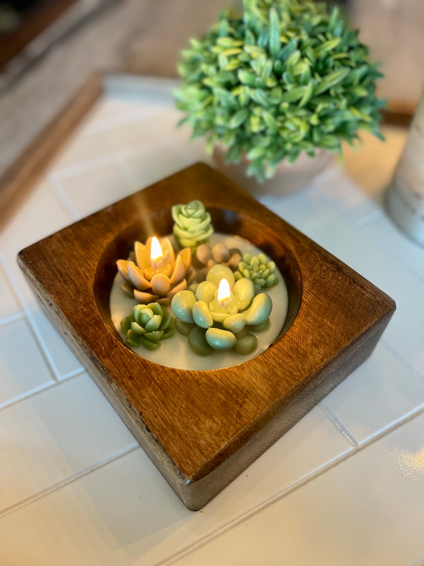Cheese Mold Succulent Candle | Succulent Candle | Handmade | Candles | Reusable Container | Cheese Mold Candle